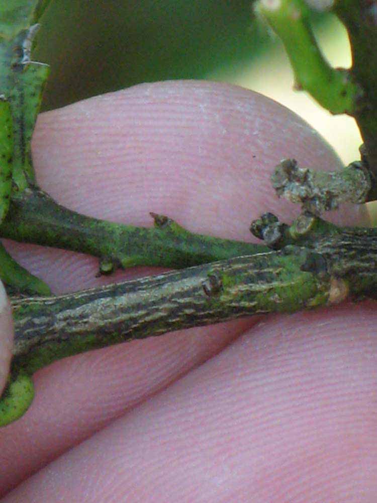              Second - third year twig (Winter Haven, FL)       